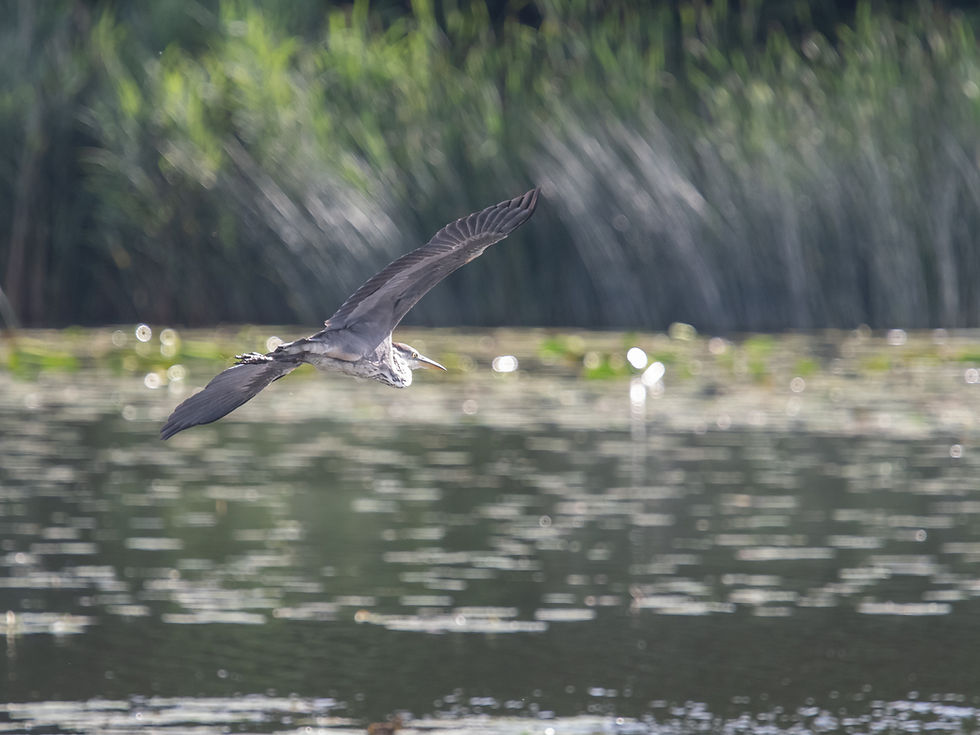 Grey Heron. Sussex bird tours with Wildstarts.