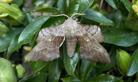 Poplar Hawkmoth summer