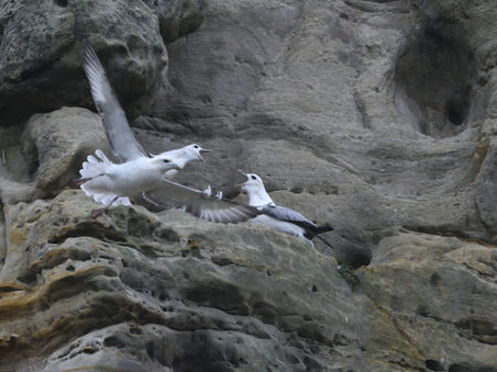 Fulmars return!