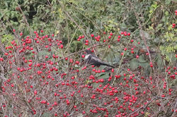 Ring Ouzel