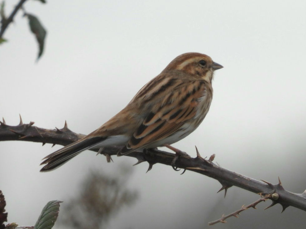 Female Reed Bunting near The Burgh, Burpham. Sussex guided bird tours with Wildstarts.