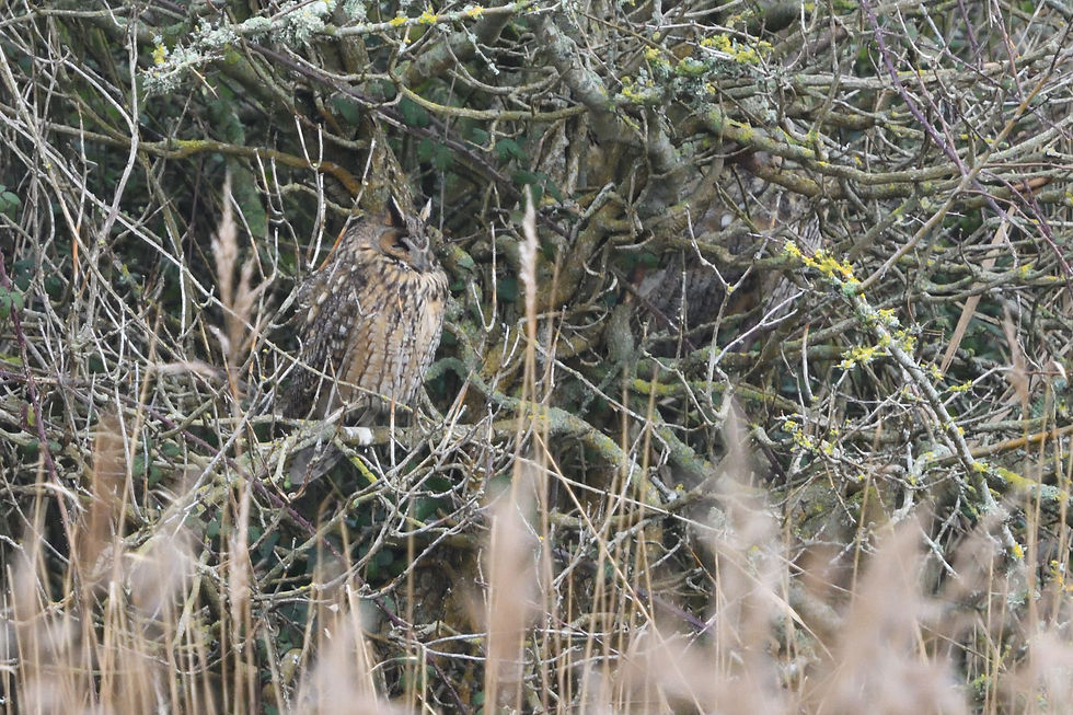 Long-eared Owl. London and Sussex birding tours with Wildstarts.