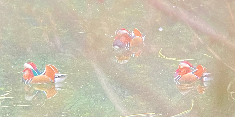 Arundel Birdlife