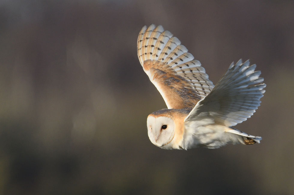 Western Barn Owl. London and Sussex birding tours with Wildstarts.