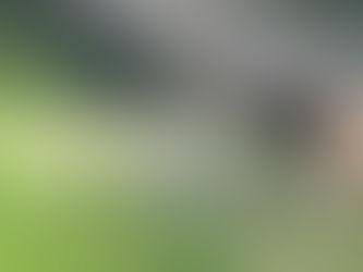 Owl Appreciation Day