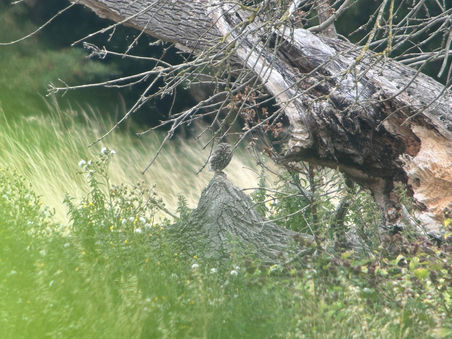 Owl Appreciation Day