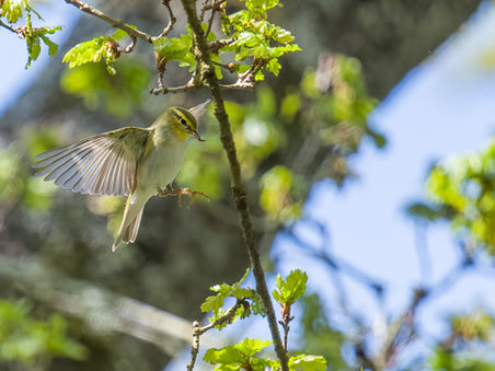 Wood Warbler bonus!