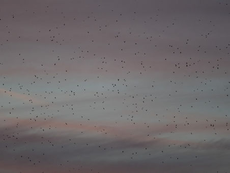 Swarming swallows