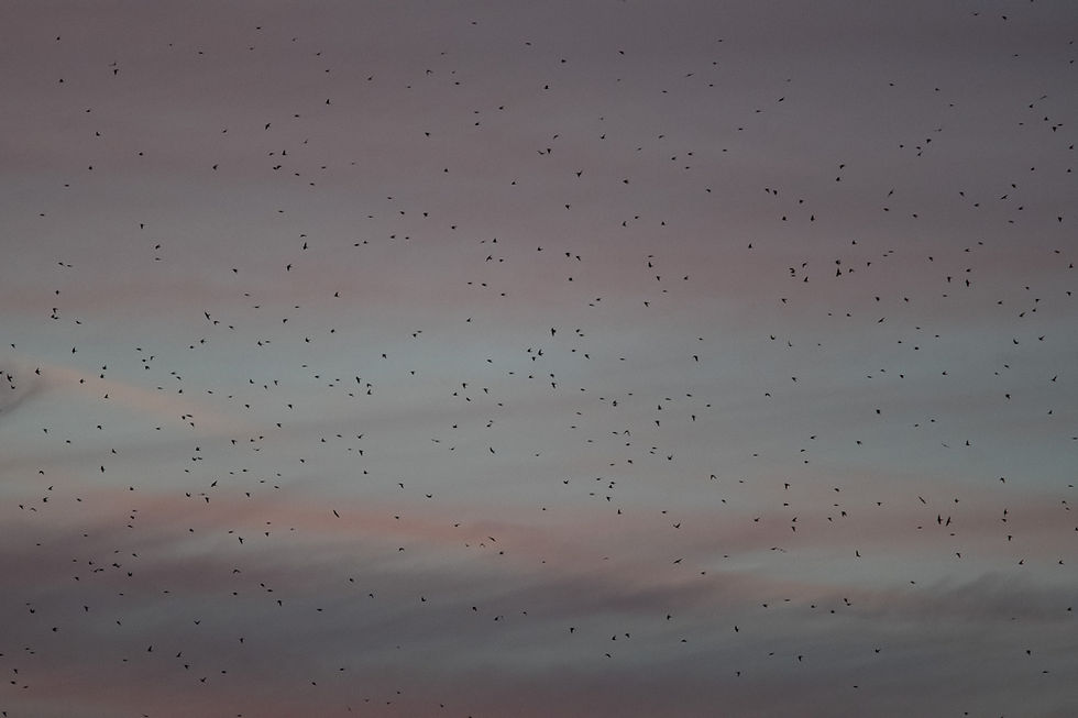 Swarming swallows
