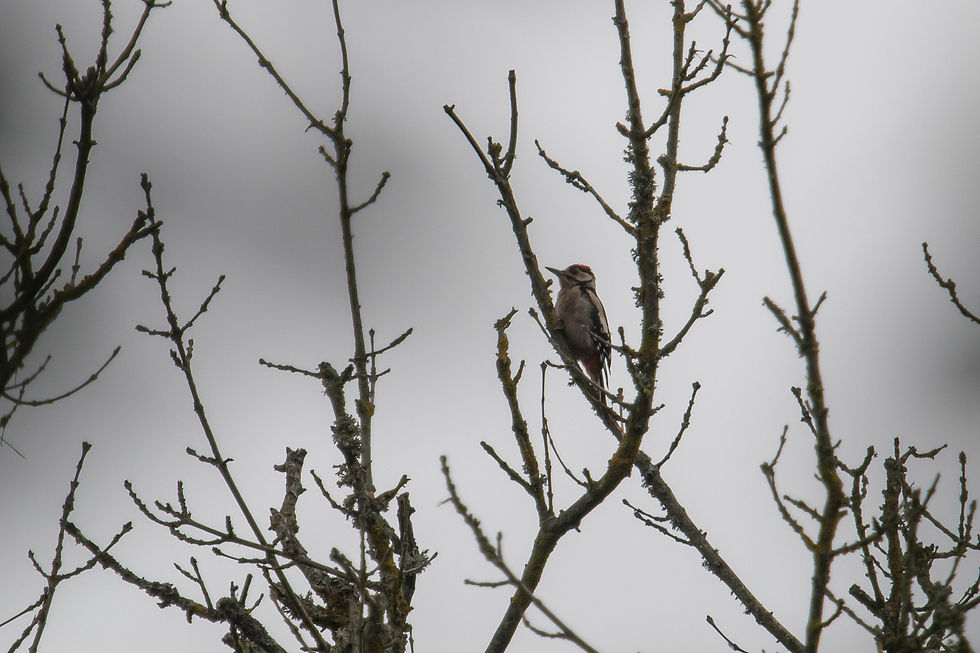 Great Spotted Woodpecker. Sussex bird tours with Wildstarts.