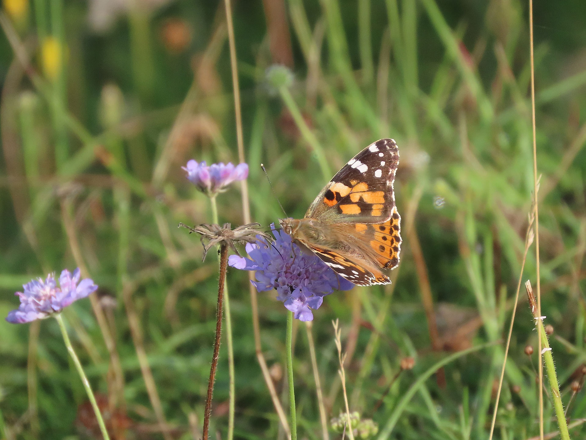 Painted Lady