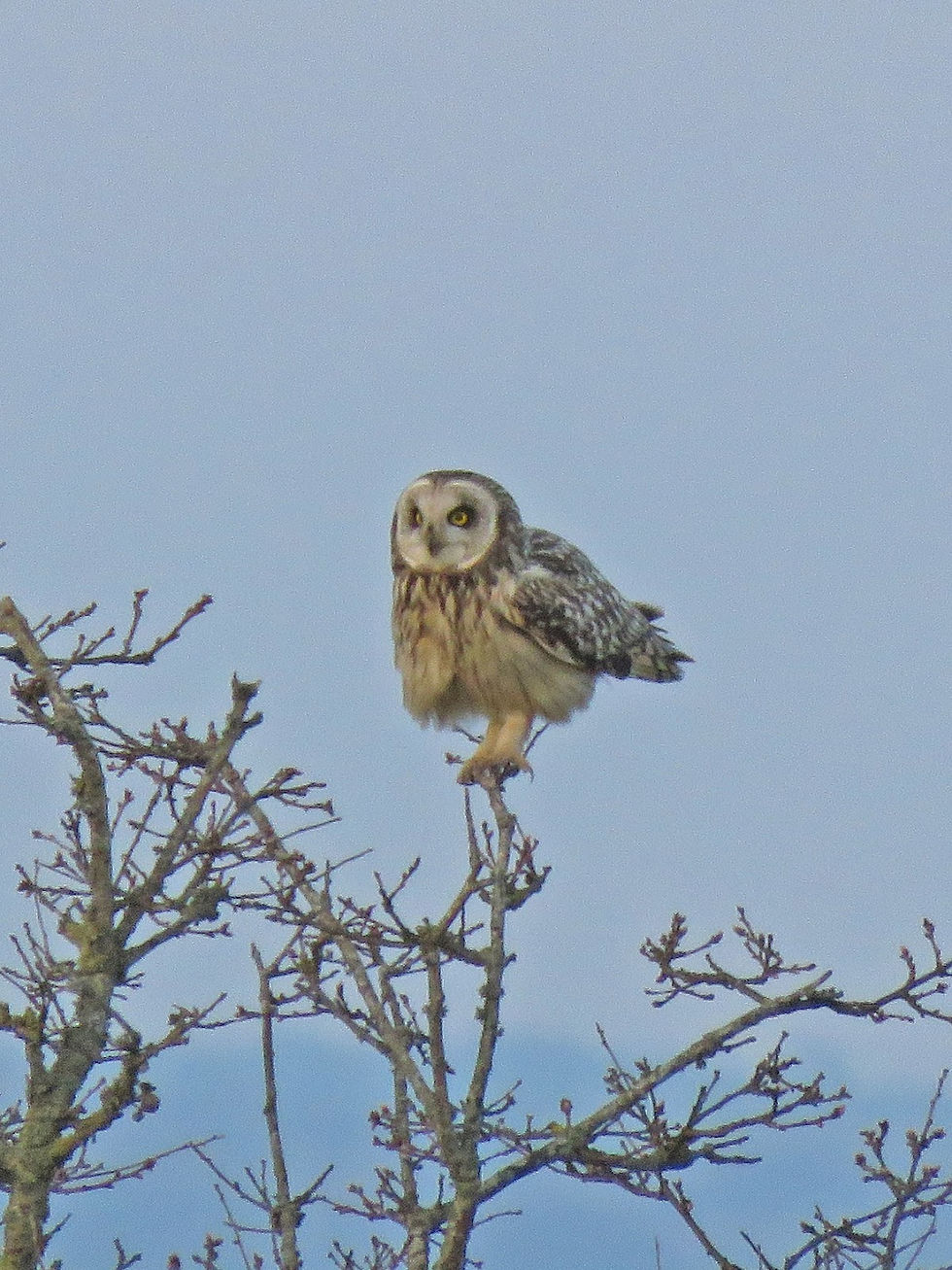 Short-eared Owl. London and Sussex birding tours with Wildstarts.