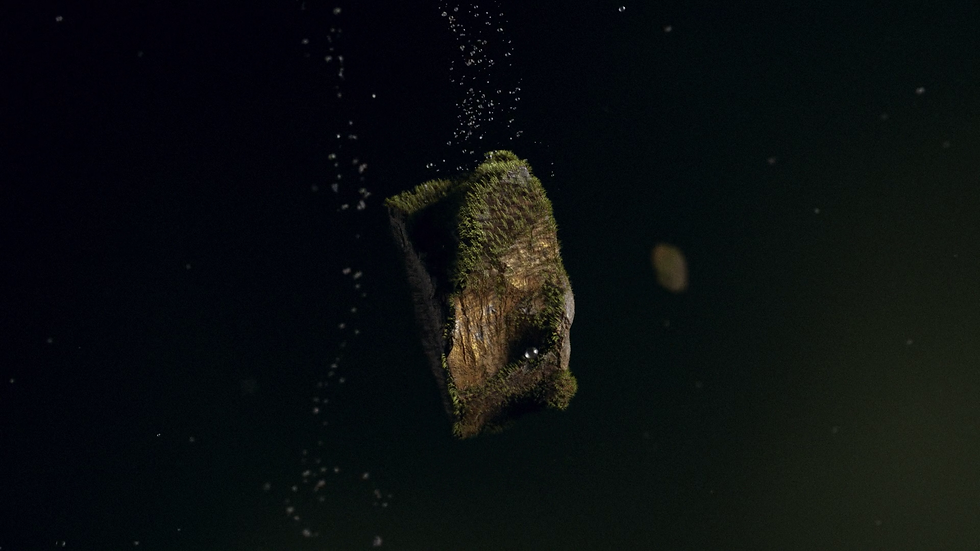 Reborn, sakkas, tomakti