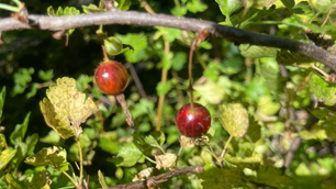 Recapping the Alum Rock BioBlitz with all 5 Senses