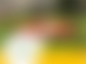 SLOVENIA-SEURAN TIEDOTE kesä 2021