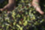 olio rustica_OliveOil