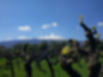 Vigna-Sparviero