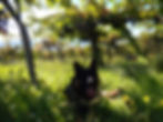 Vendemmia - Speedy