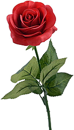rosa_para_site_menor.fw.png