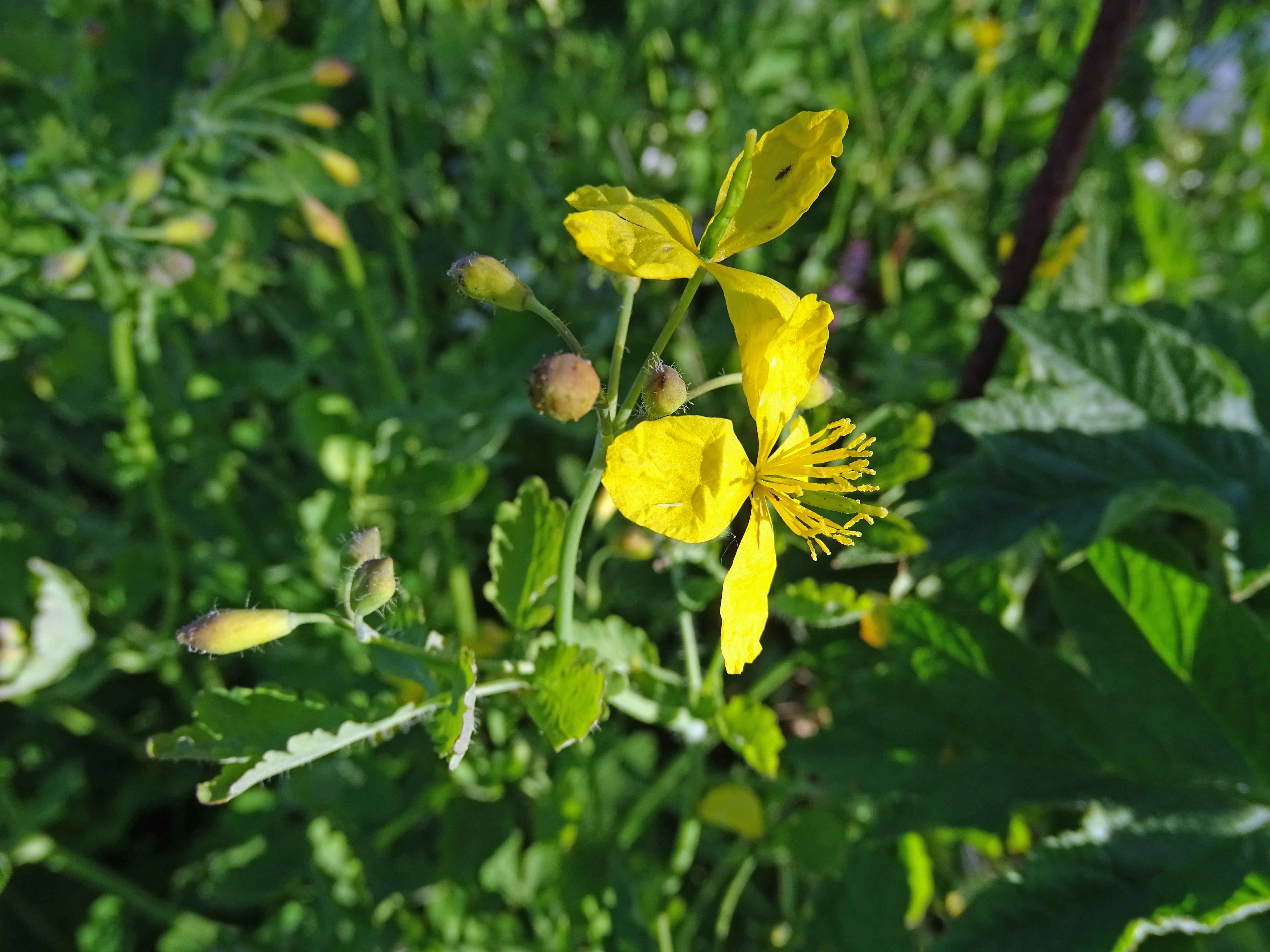 Jnbessin Pendant Ce Temps Là Dans Le Bessin