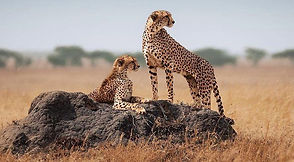 SERENGETI.jpeg