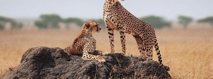 SERENGETI.jpeg