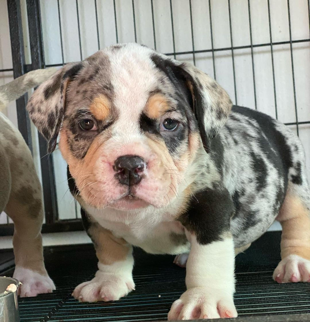 American Bully Merle Rifa Premium 