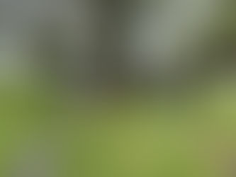 Memorial Day Musings