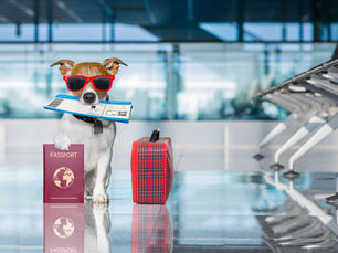 Dog in red sunglasses holds a passport and boarding pass beside a plaid suitcase in an airport terminal.