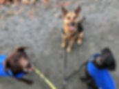 Bear, Moto, Shyla
