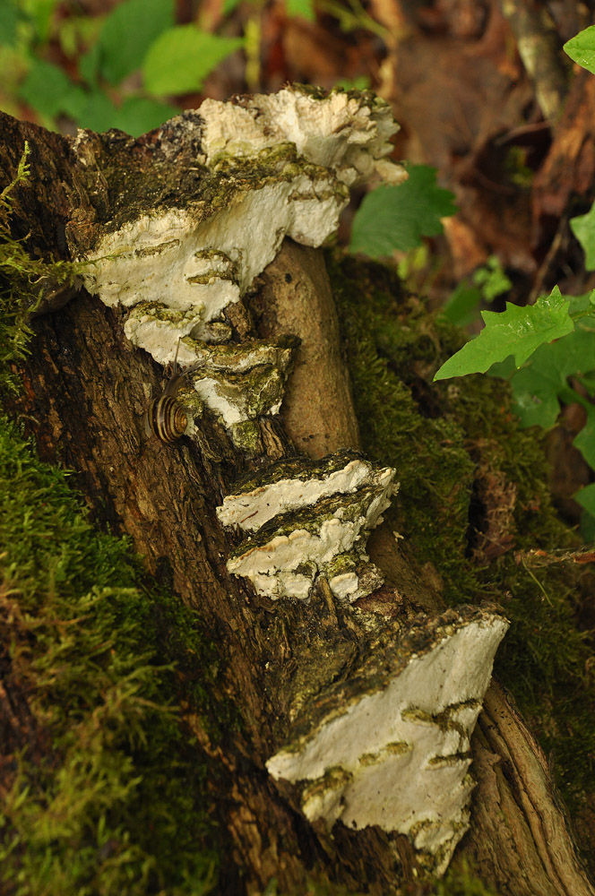Oxyporus populinus - Lönnticka. Sweden, Skåne, Broby, Södregård. 2104-05-24. (2)