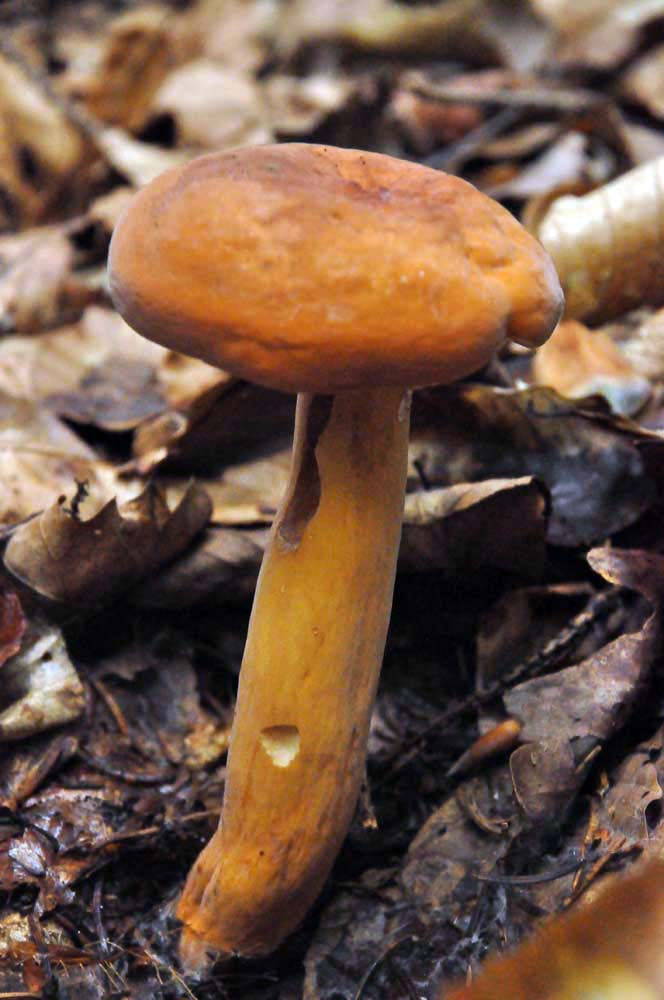 Lactarius_volemus_-_Mandelriska