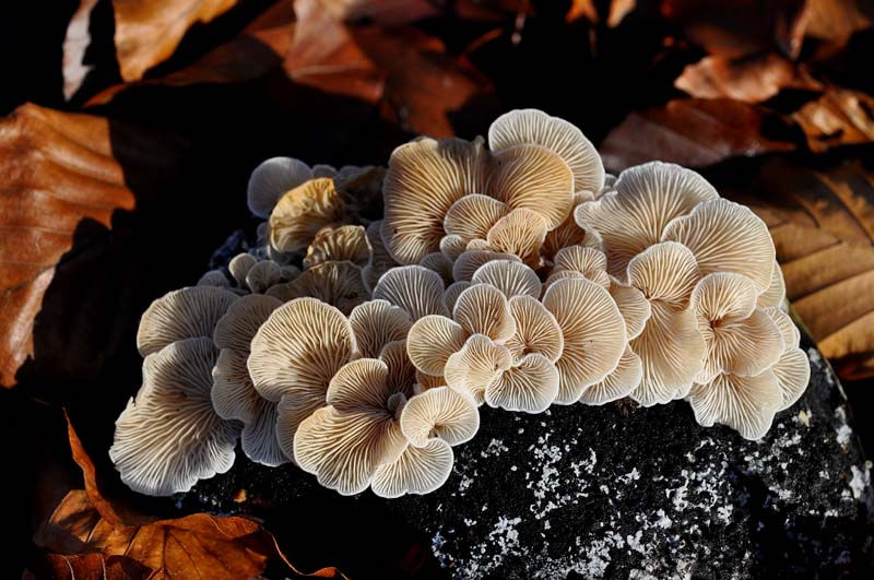 Clitopilus hobsonii - Vedmjölmussling. Sweden, Skåne, Söderåsen Kopparhatten. 2009-11-20. (3)