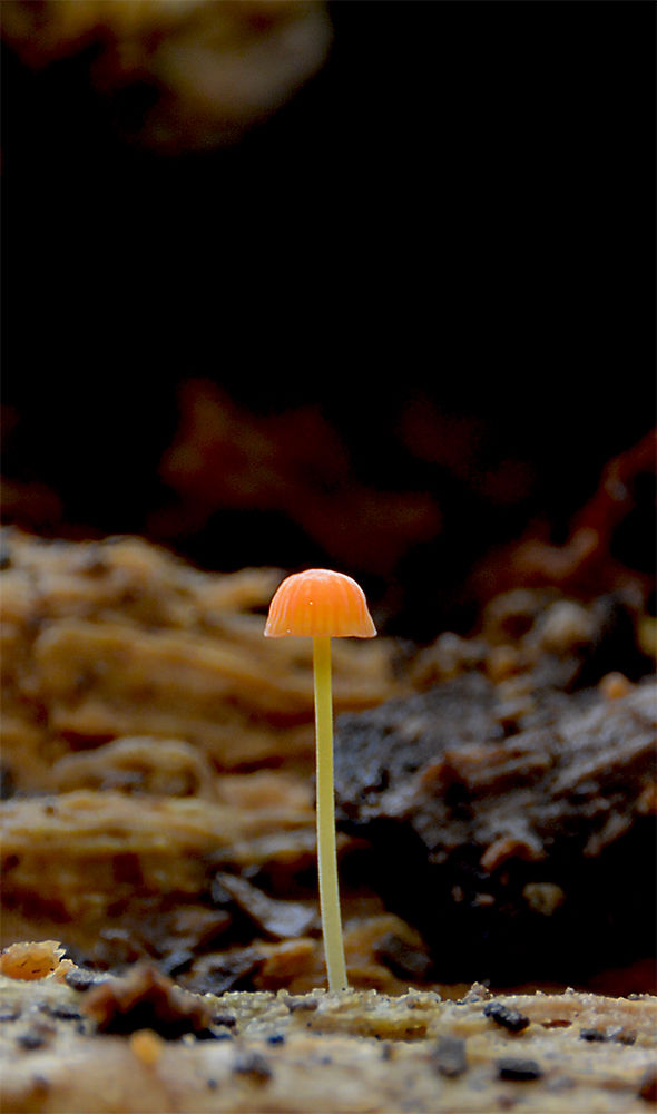 Mycena_acicula_-_Orangehätta._Sweden,_Skåne,_Helsingborg,_Fungariet_2016.05-22._(2)