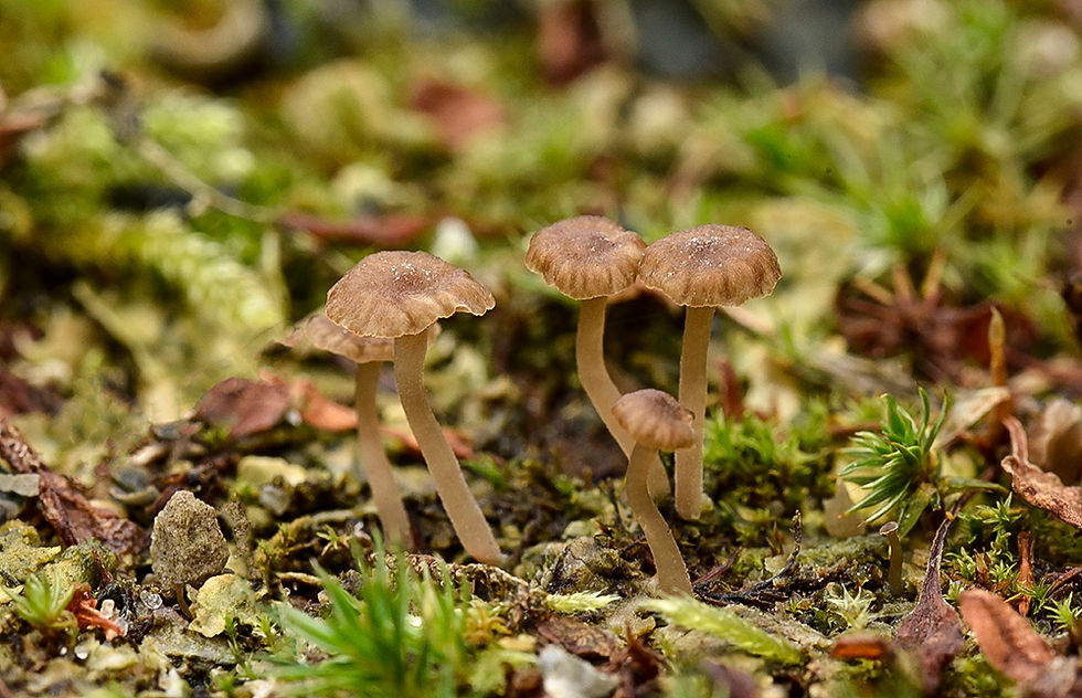 Lichenomphalia velutina. Sweden, Skåne, Lerberget, campingen. 2024-12-13 (1)
