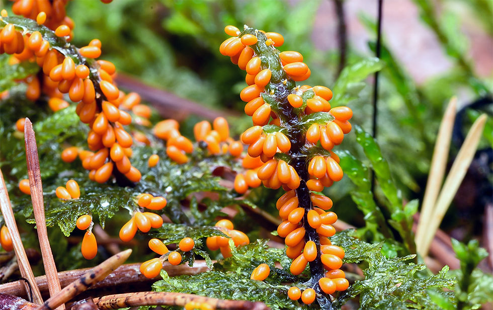 Leocarpus_fragilis_-_Glansgryn