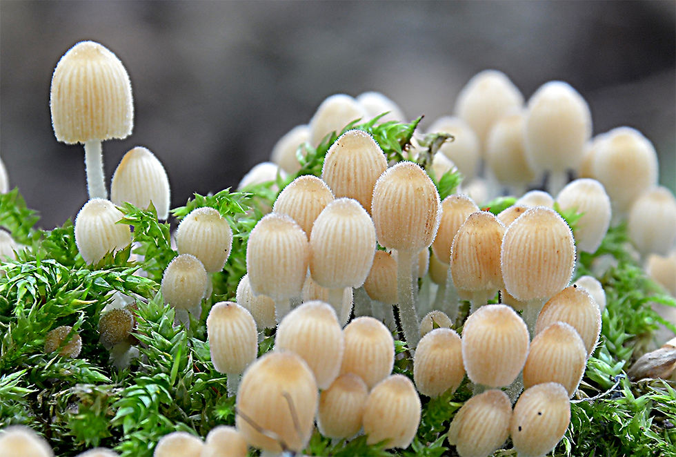 Coprinellus_disseminatus_-__Stubbläcksvamp._Sweden,_Skåne,_Simrishamn,_Stenshuvud._2015-09-18.__(12)