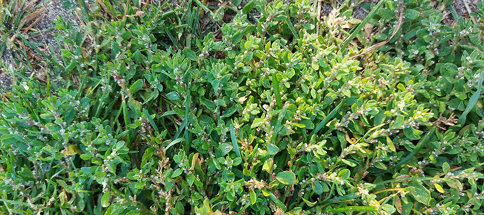 Polygonum aviculare - Trampört. Sweden, Skåne, Höganäs, Kustvägen. 2024