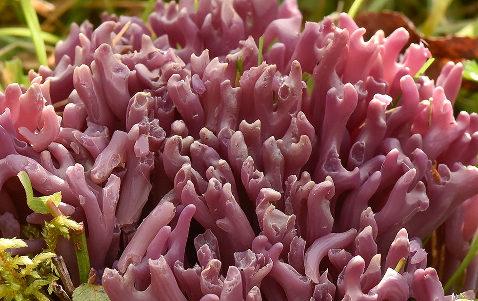 Clavaria zollingeri - Violett fingersvamp