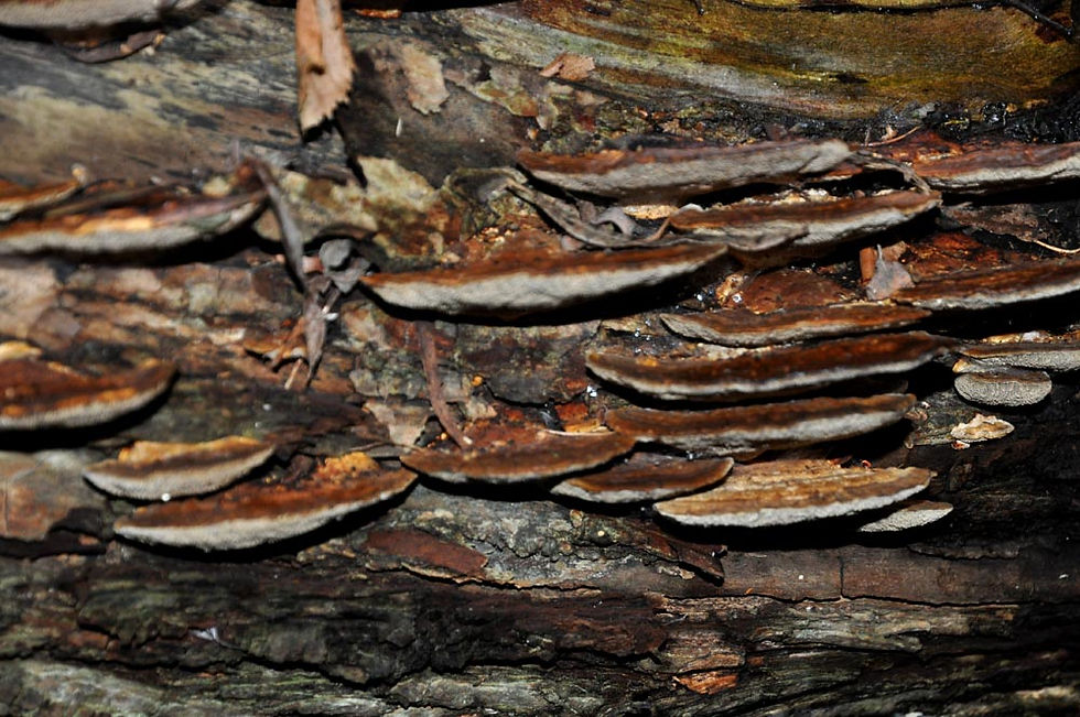 Daedaleopsis confragosa - Tegelticka. Sweden, Skåne, Råå, Esket. 2012-12-18. (4)