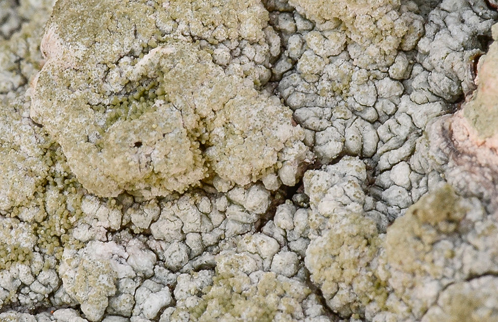 Pertusaria coccodes - Hagelporlav. Sweden, Skåne, Höganäs, Lerhamn. 2025-03-07 (1)