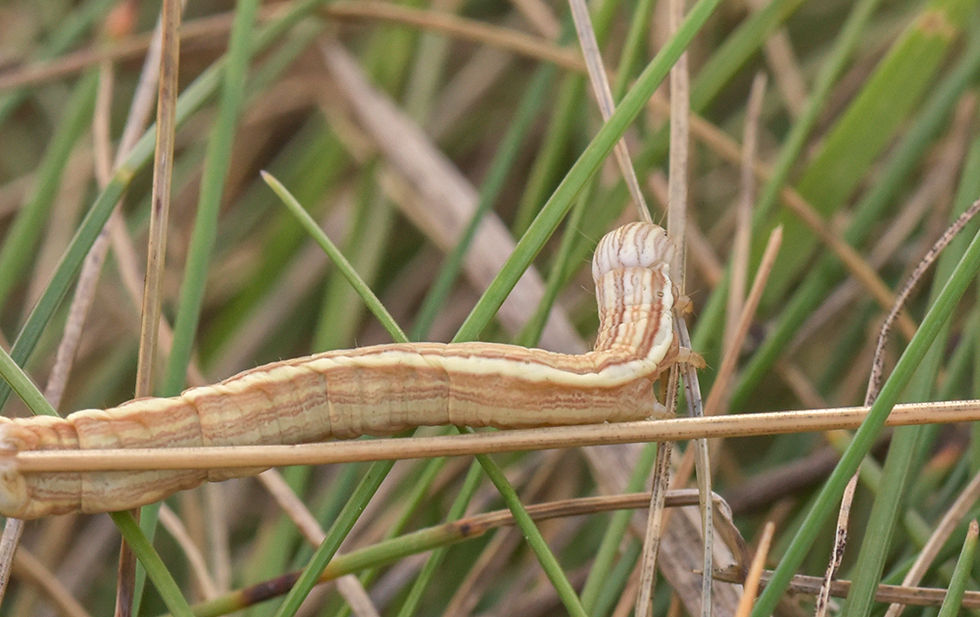 Euclidia mi - Vitbrokigt slåtterfly. Sweden, Skåne, Helsingborg, Hjälmshult