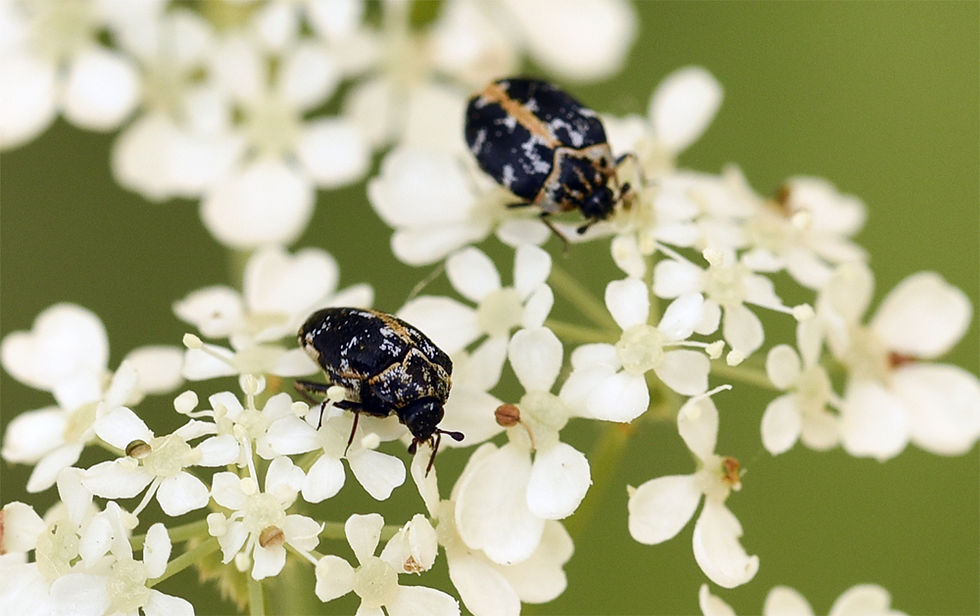 Anthrenus scrophulariae