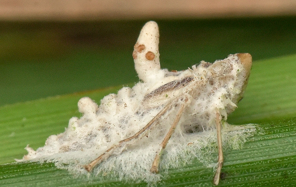 Podonectrioides_vestrehusii_nom.prov