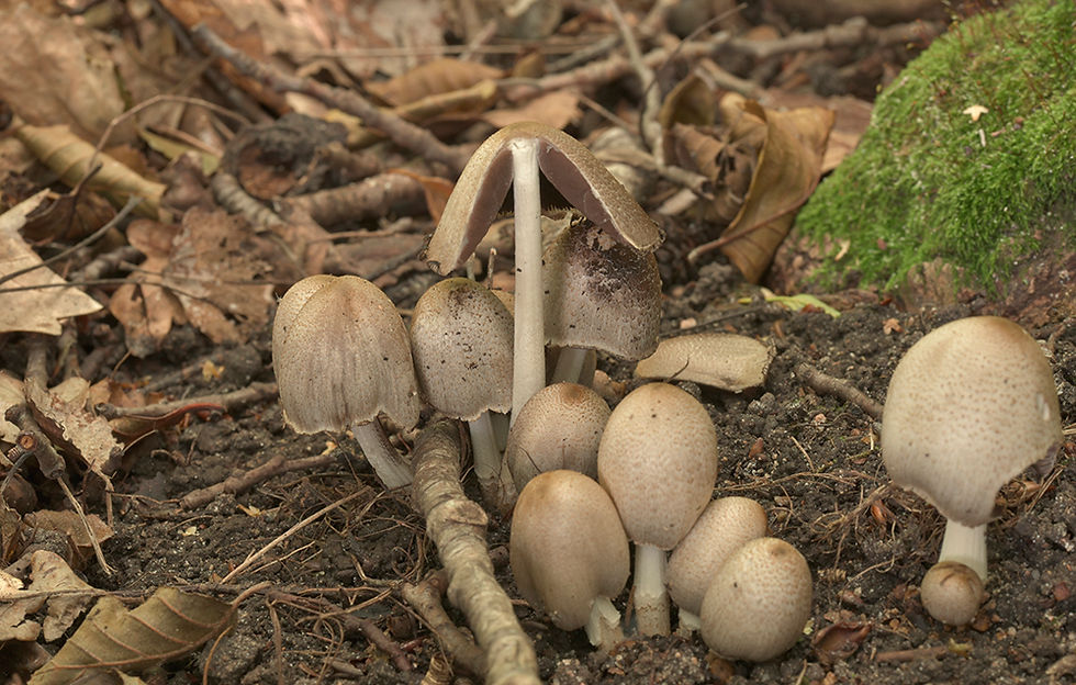 Coprinopsis_atramentaria_-_Grå_bläcksv