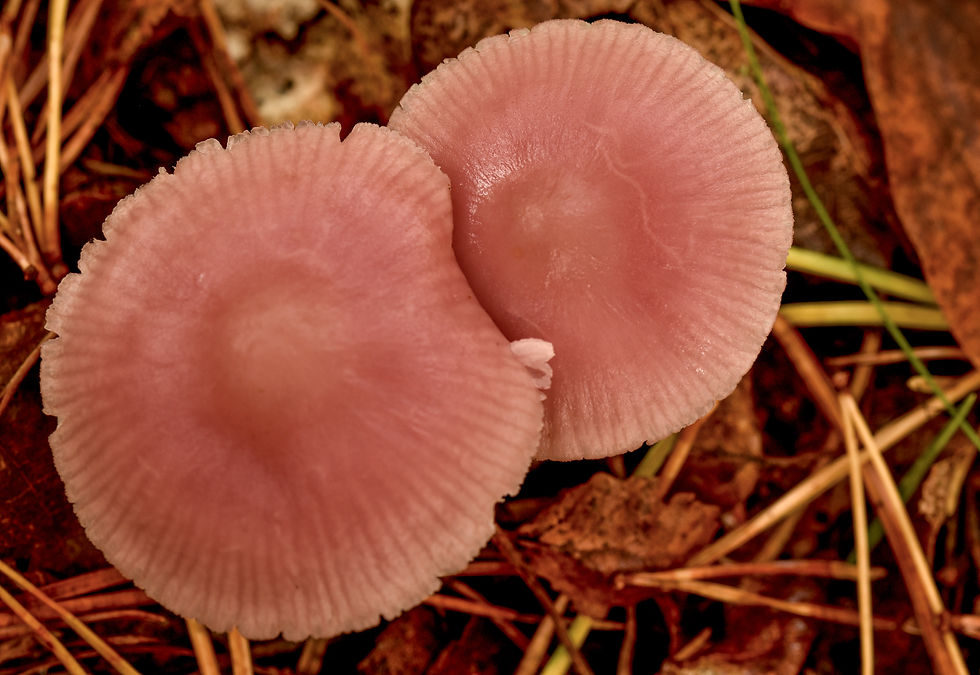 Mycena rosea - Rosa rättikhätta. Sweden, Skåne, Lerbeget, Lerbergsskogen. 2025-10-05 (4)