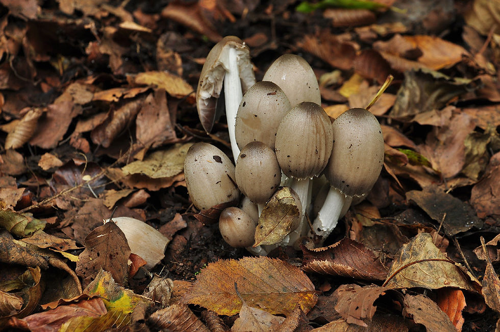 Coprinopsis insignis - Lundbläcksvamp, (NT). Sweden, Skåne, Söderåsen, Skäralid. 2014-10-01. (6)