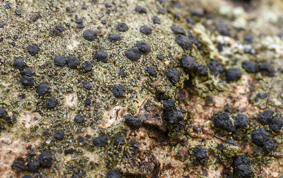 Lecidella elaeochroma - Asplav. Sweden, Skåne, Billlesholm, Åvarps fälad. 20202-05-03 (2).