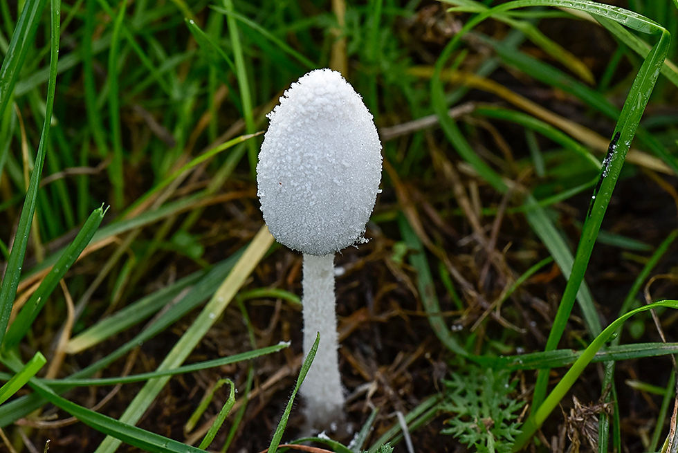 Snövit bläcksvamp - Coprinopsis nivea. Sweden, Skåne, Oxie, Käglinge
