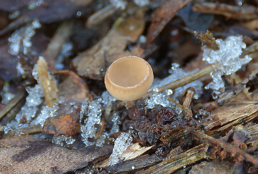 Ciboria coryli. Sweden, Skåne, Mjöhult, Svedberga, NRV. 2016-02-17. (1)